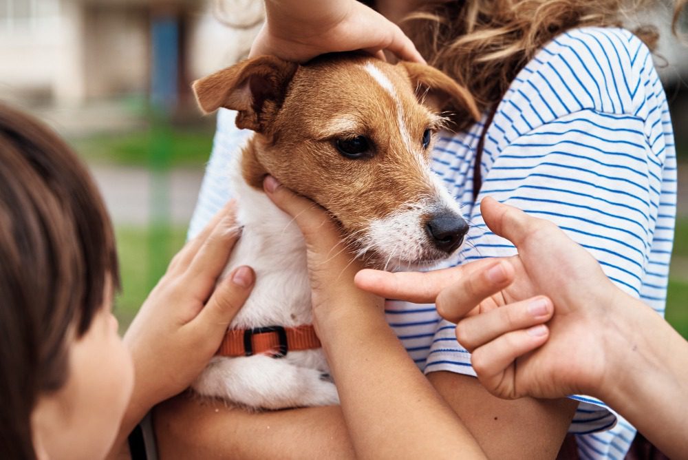 Our Program teach children love pets