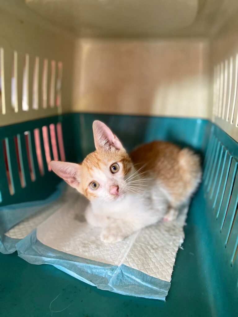 Our Impact Pet health programs