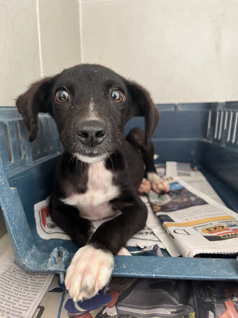 Our Impact Pet rescue stories