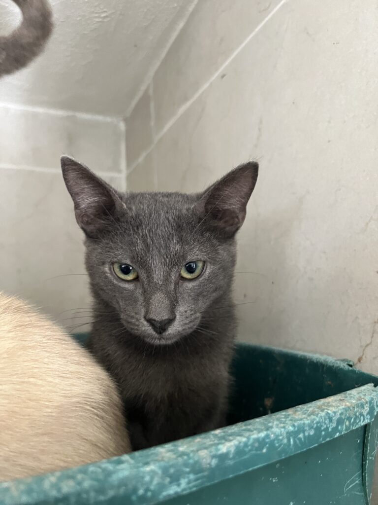 Our Impact cat and dog spay