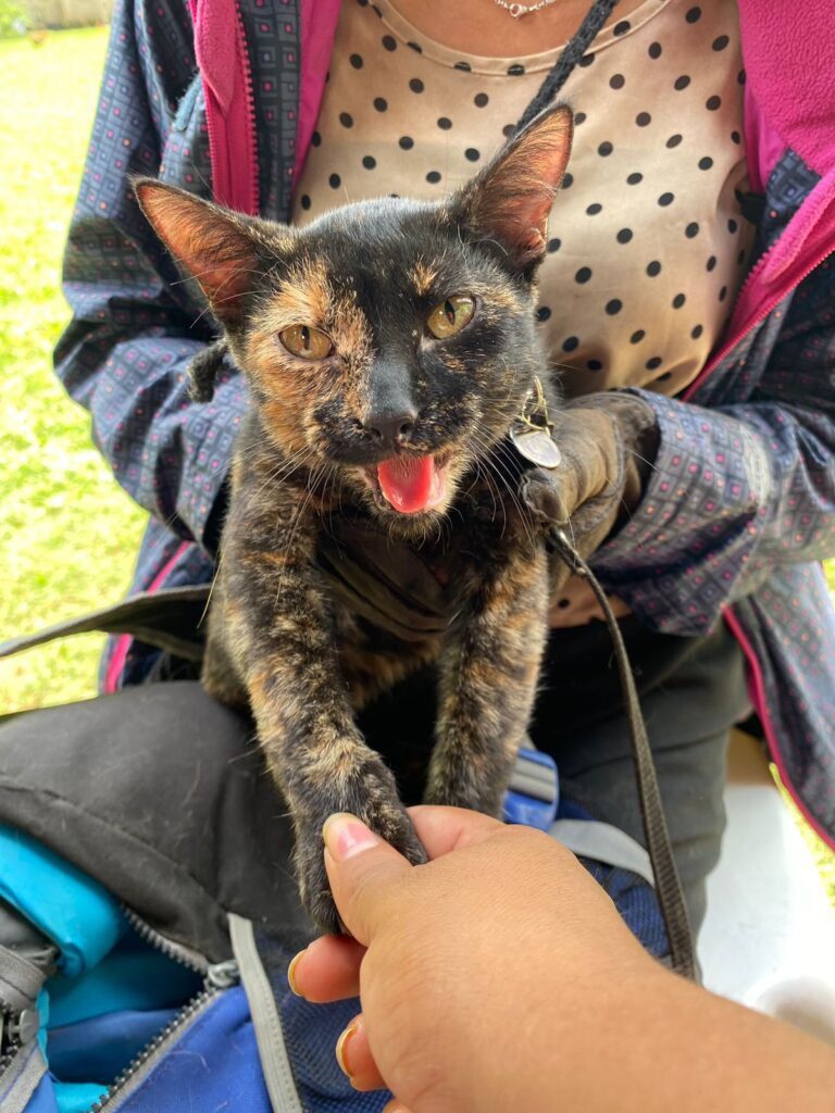 Our Impact Heartwarming Gallery of Rescued Pets