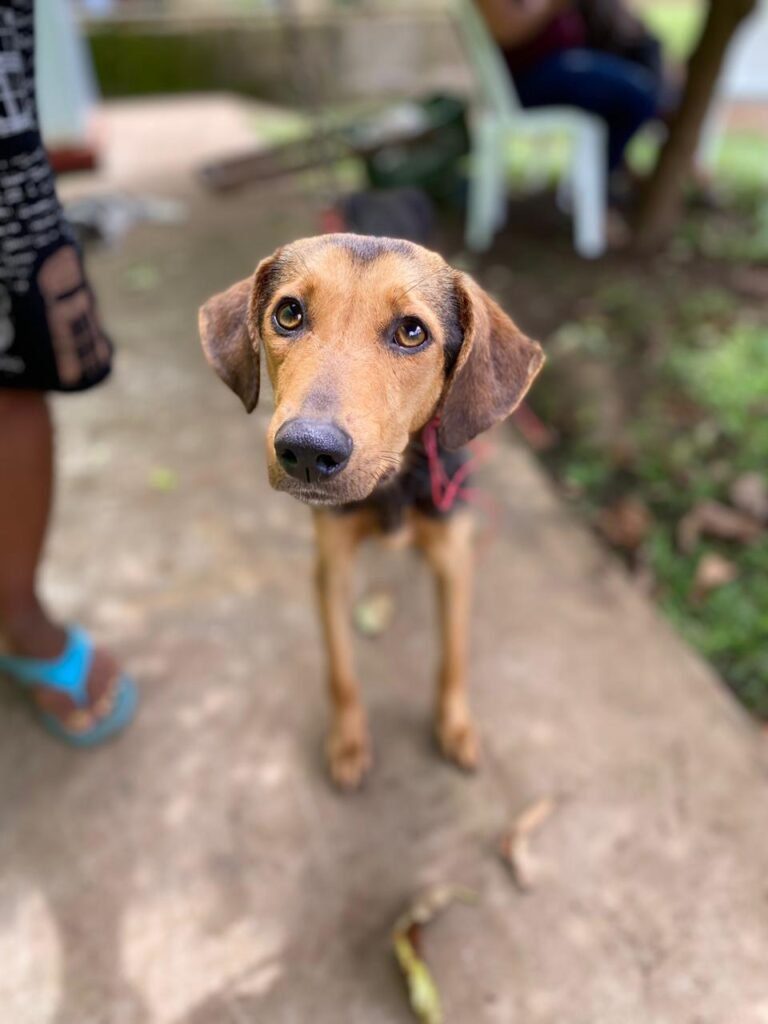Our Impact loving dog