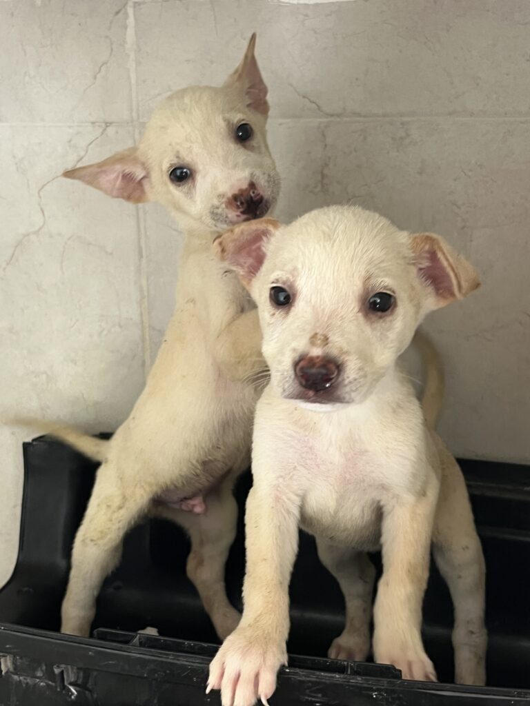 Our Impact puppies spay and neutering