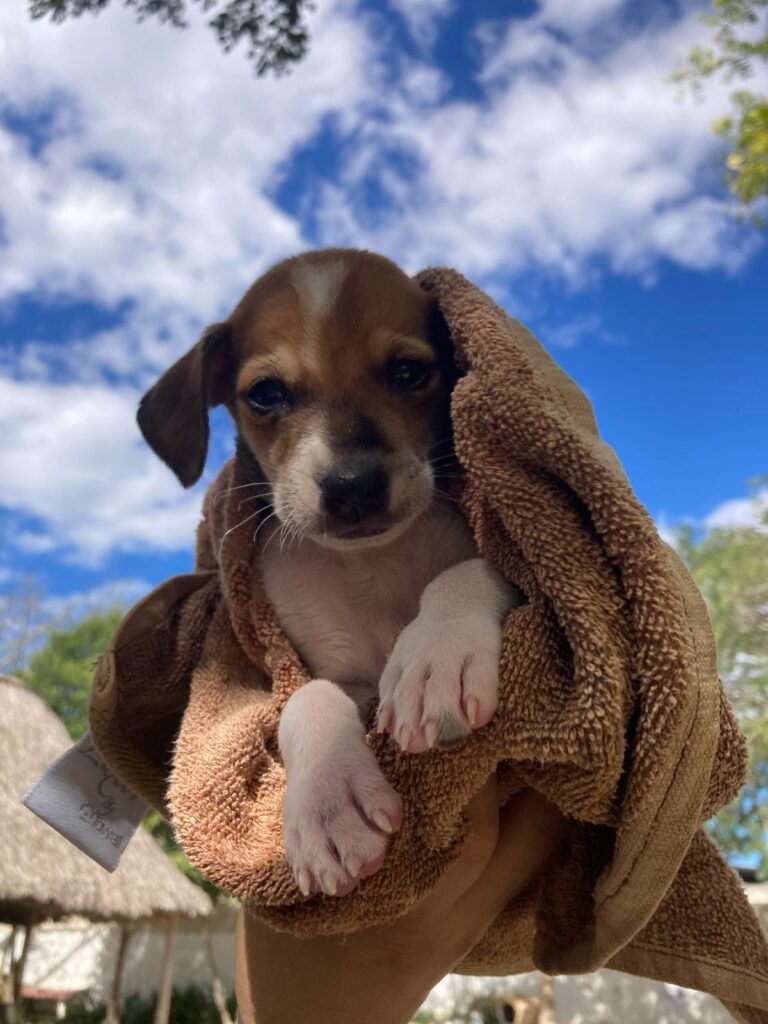 Our Impact saving homeless puppies