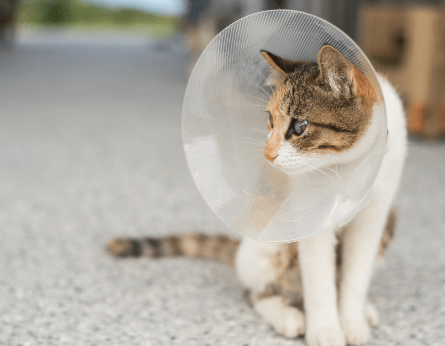Our Program homeless cats spay